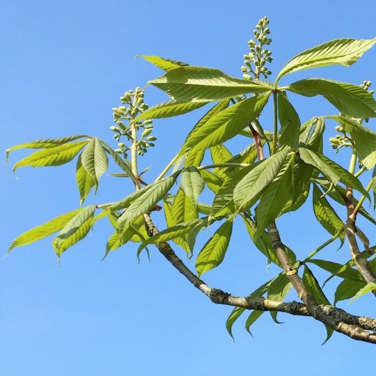 Plantemateriale kastanje.jpg