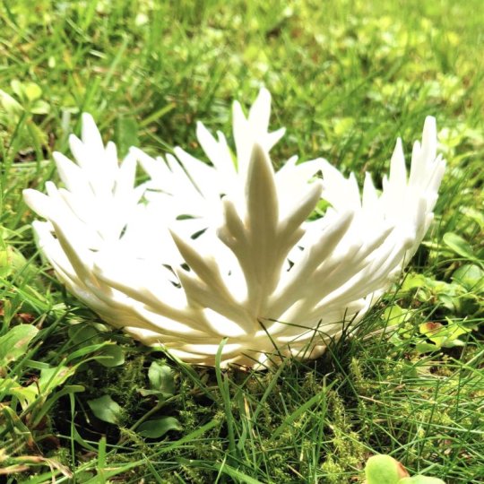 Lille buttet smørblomstskål (glaseret).jpg